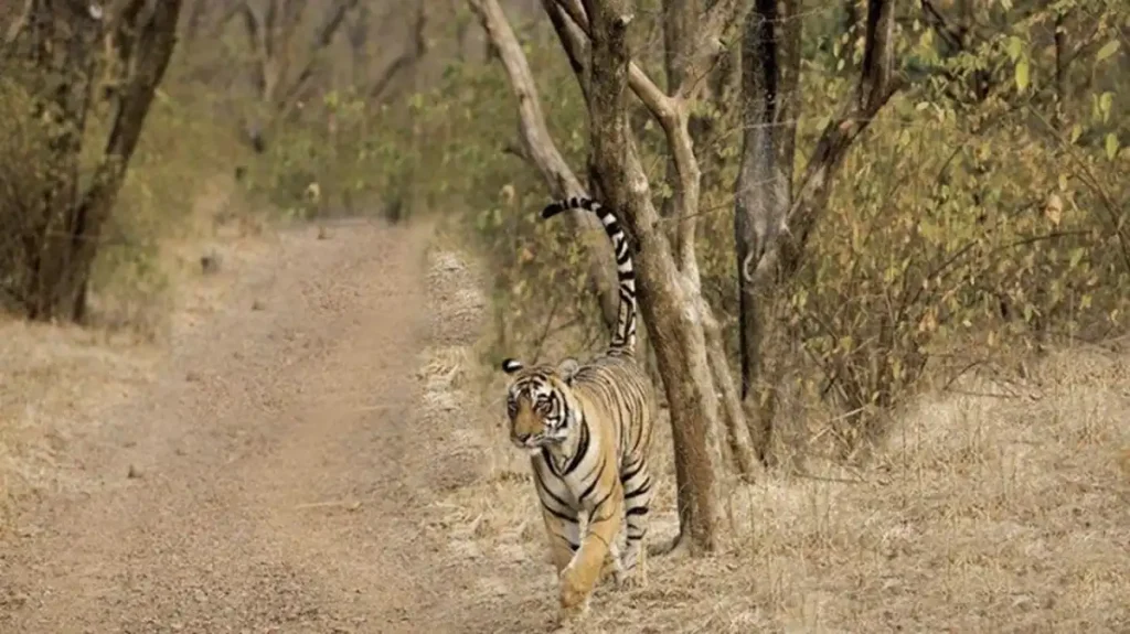 Jim Corbett National Park