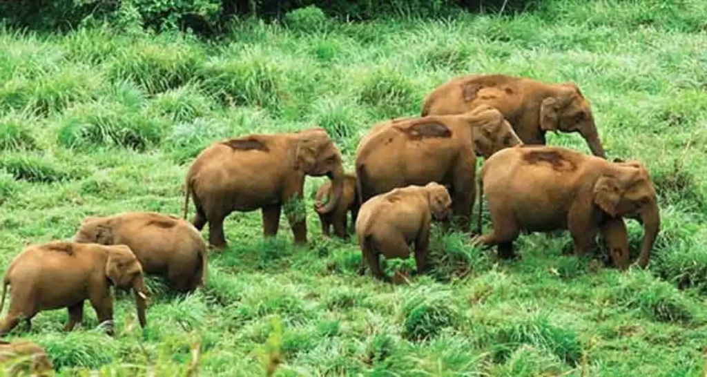 Exotic Wildlife kerala