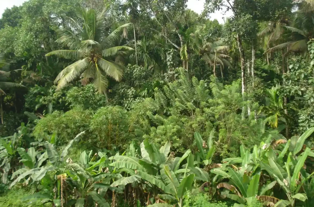 Spice Gardens kerala