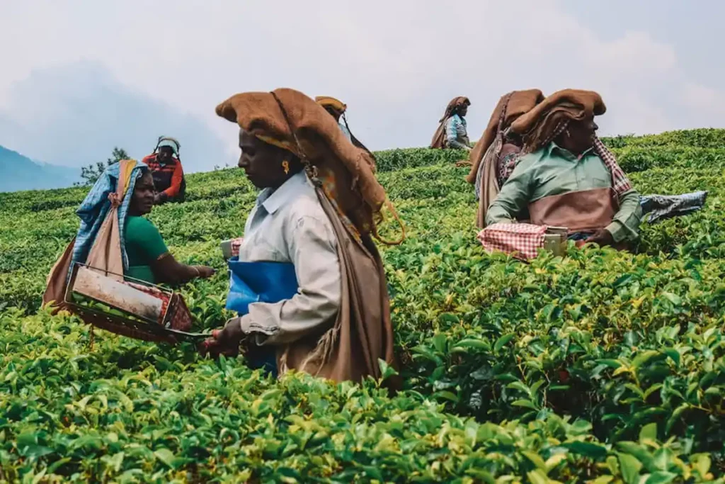 Tea Gardens kerala