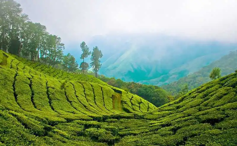 Tea plantation