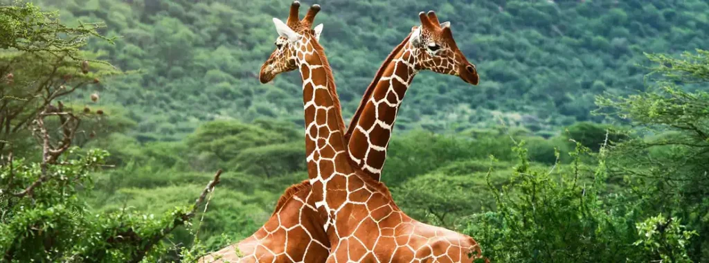 Giraffes