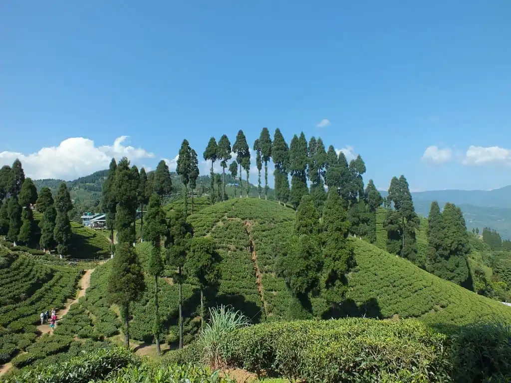 5 Must-Visit Places To Make The Best Out Of Your Darjeeling Trip