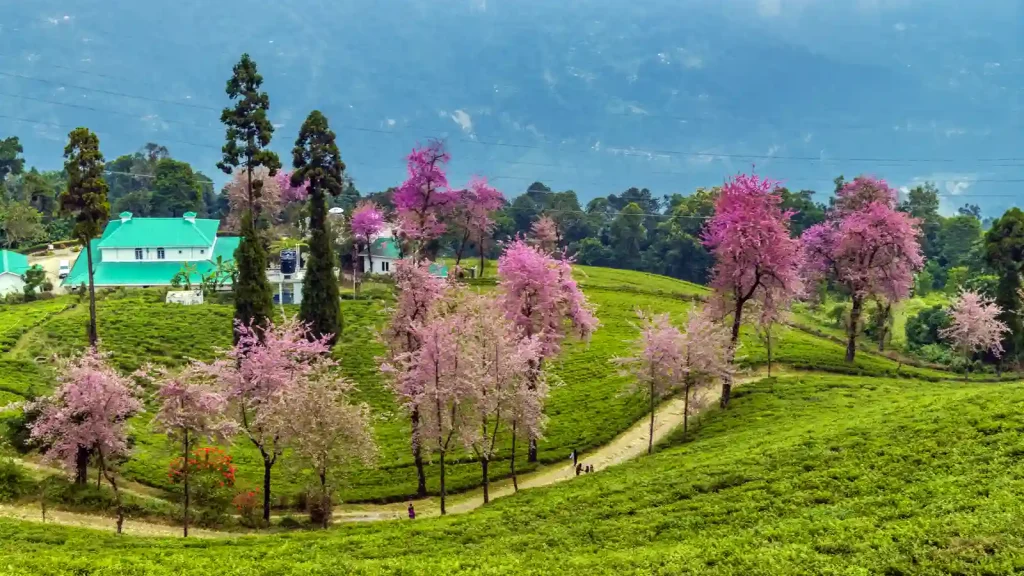 sikkim trip