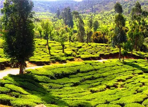 10 Best Places to Visit in Ooty