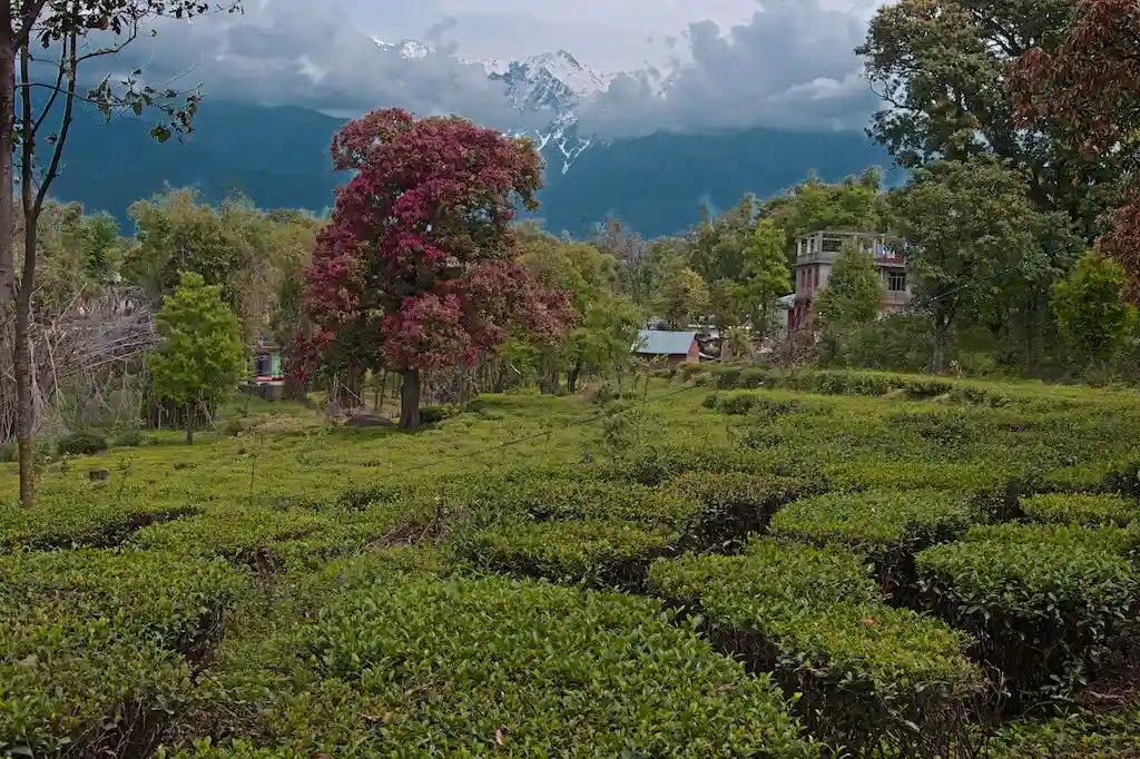 9 Best Places in Palampur